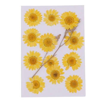 12x Presset Rigtige Tørrede Blomster Chrysanthemum DIY Kunsthåndværk Scrapbooking Indretning til Smykker at Gøre Leverancer Bog Ornament