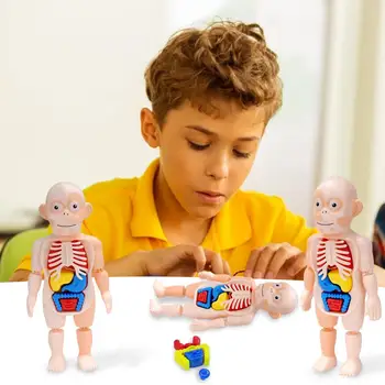 Videnskab Uddannelse Menneskelige Organer Model DIY Samling Legetøj Anatomi Dukke Menneskelige Overkrop Krop Model Anatomi Medicinsk Anatomisk Dukke